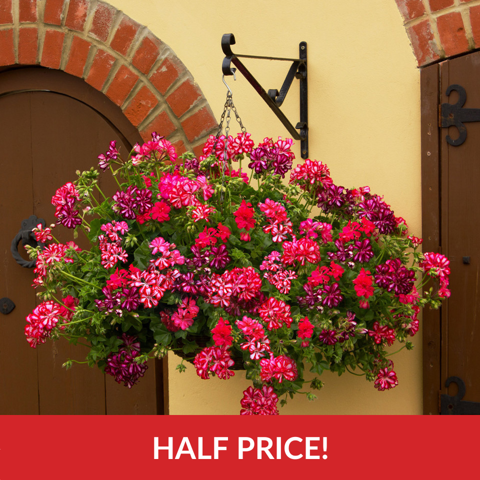  Geranium Ivy Leaf Mix  (14inch Rattan Basket)