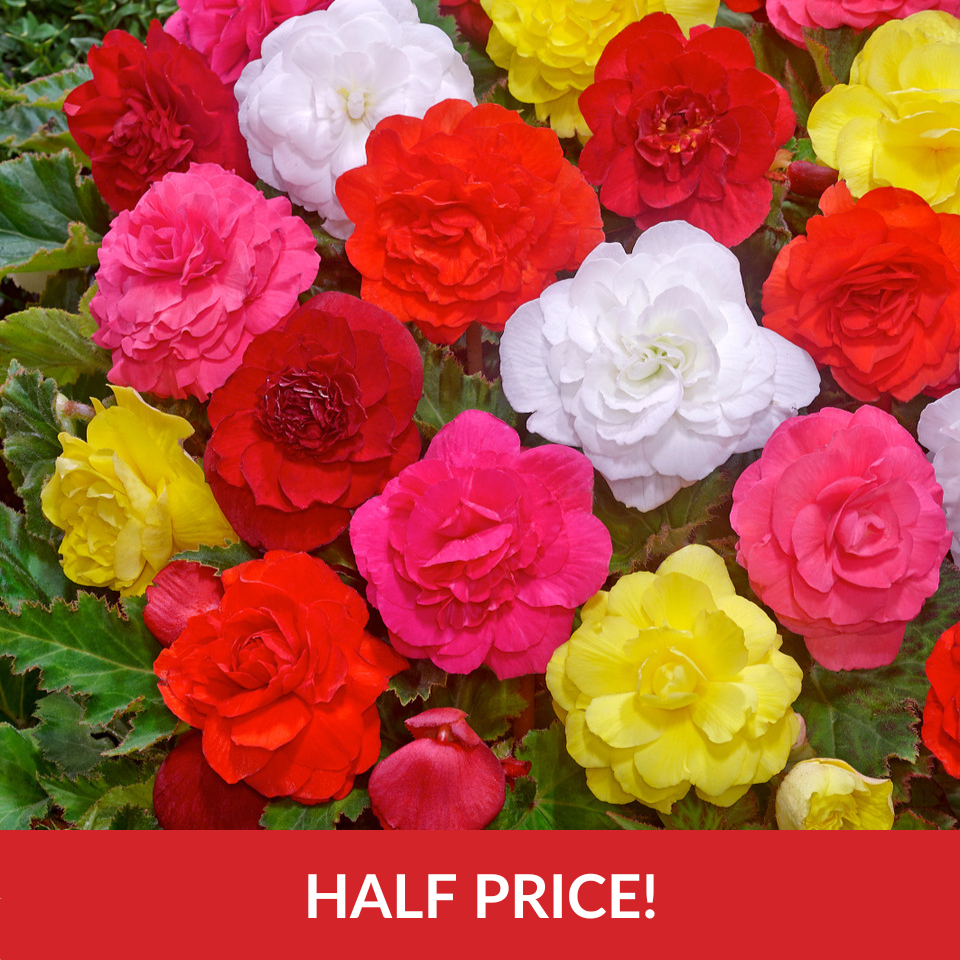 Begonia Non-Stop Mix F1  (Garden Ready Plugs)