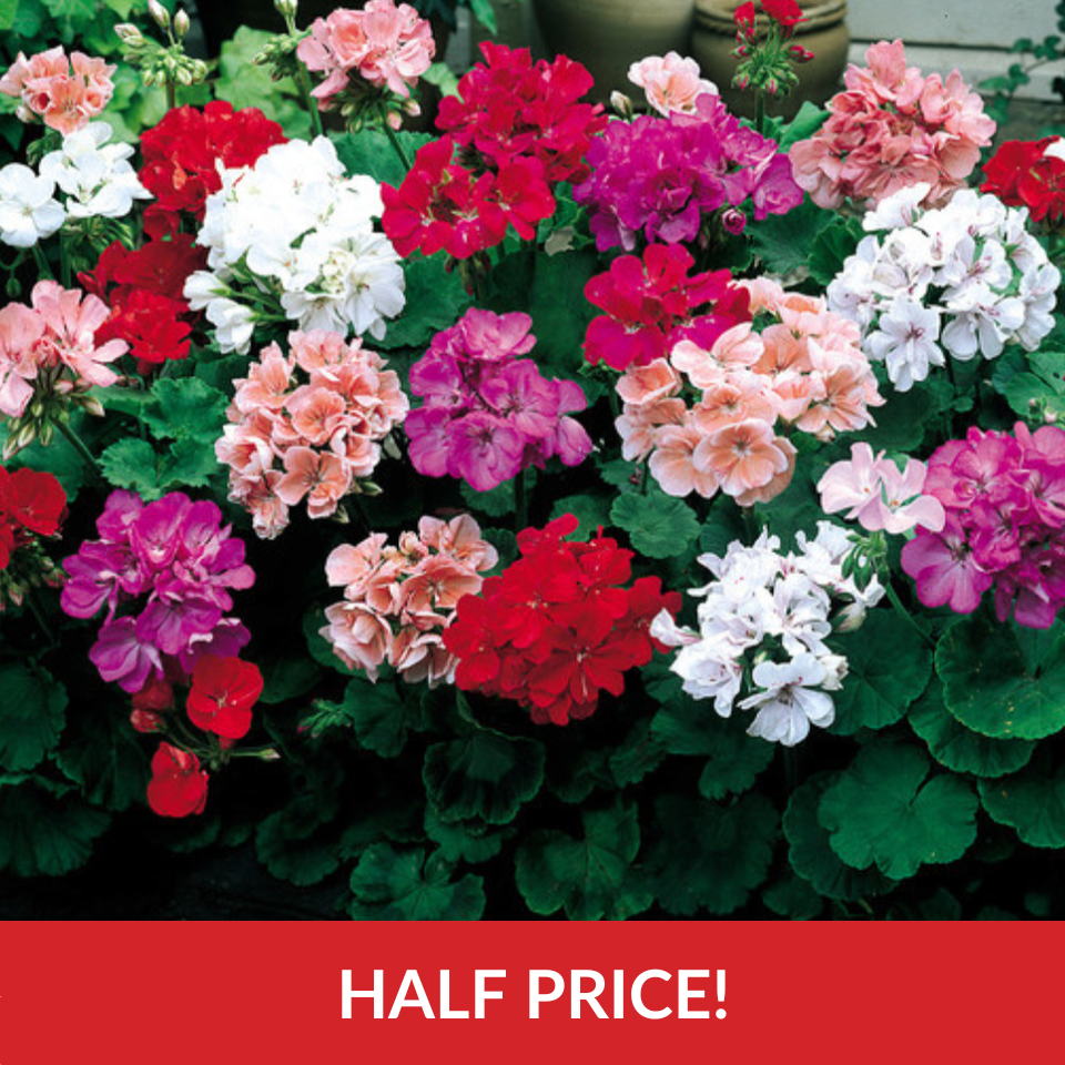  Geranium Century F1 Fine Mixture  (Garden Ready Plugs)