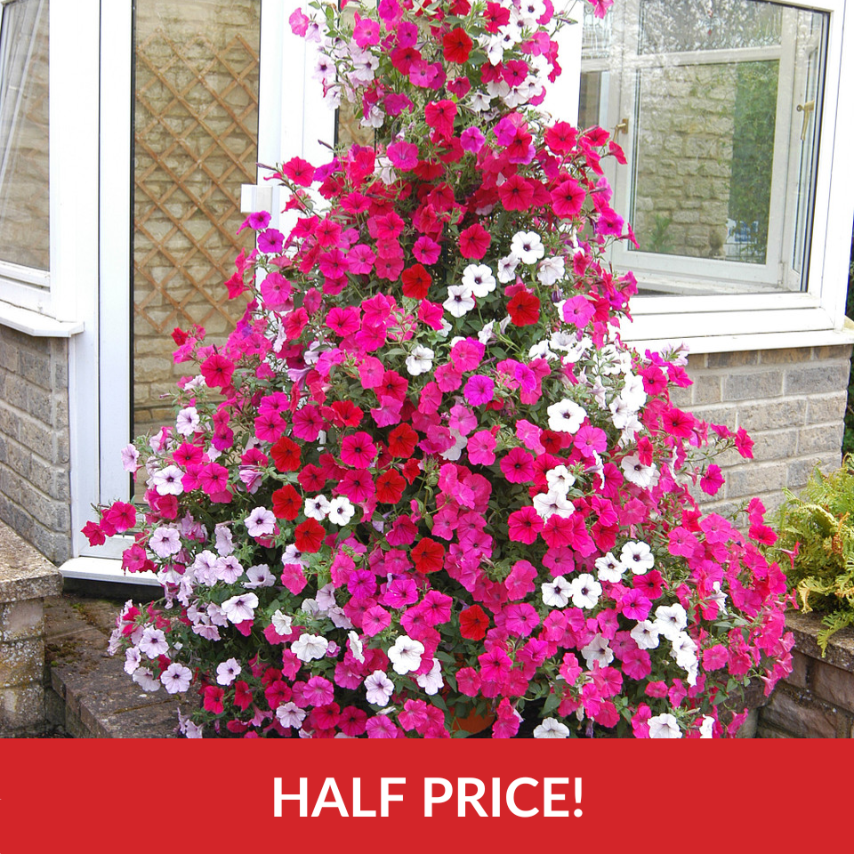 Petunia Tidal Wave  (Garden Ready Plugs)