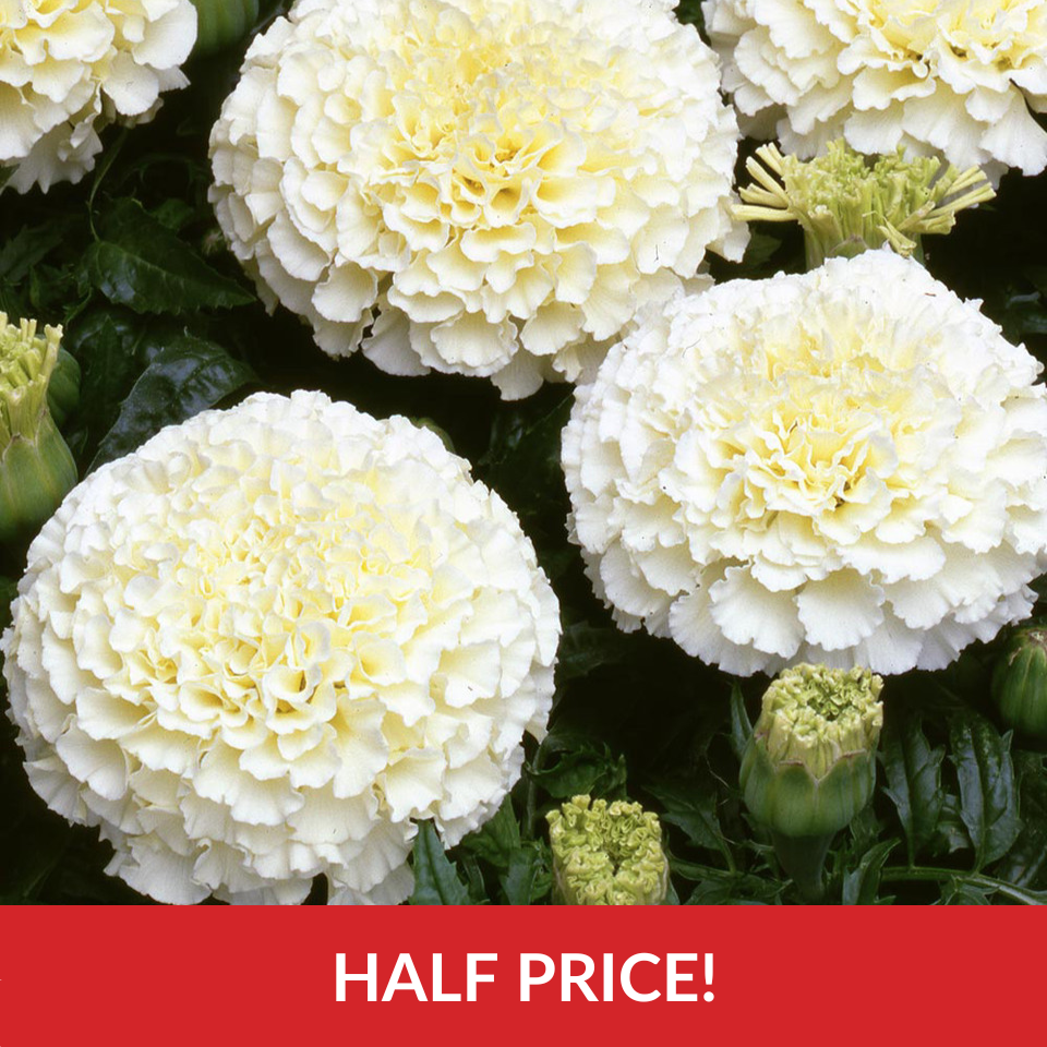 Marigold Marvel Vanilla  (Garden Ready Plugs)