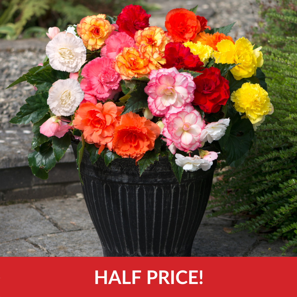Begonia Majestic F1 Mix   (Garden Ready Plugs)
