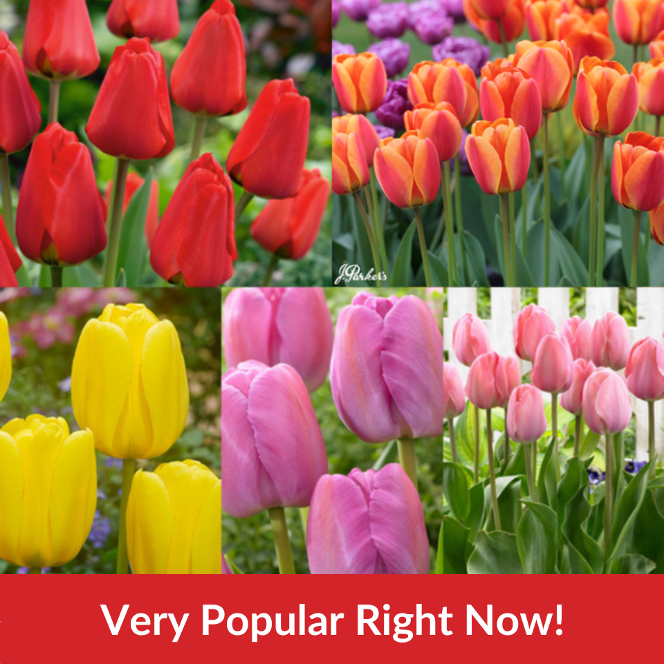 Tulip Darwin Collection  (11-12cm Bulbs)