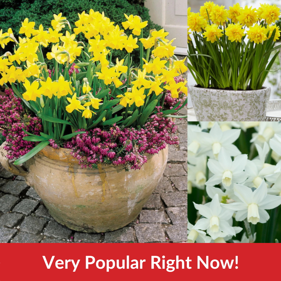  Narcissus Tete-a-Tete Collection  (10-12cm Bulbs)