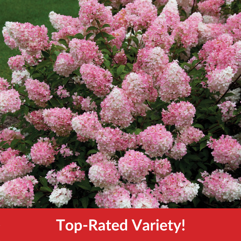 Hydrangea paniculata Vanille-Fraise (2 Litre Pots)