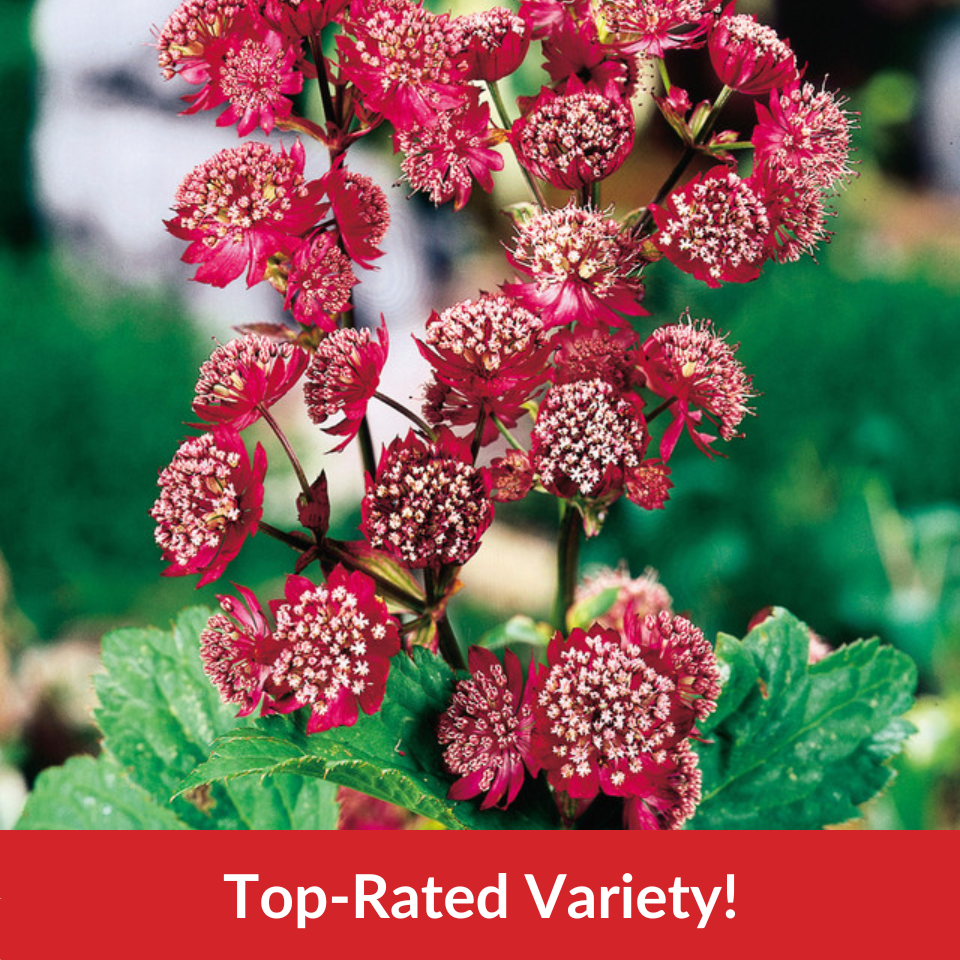  Astrantia major 'Rubra'  (9cm Pots)