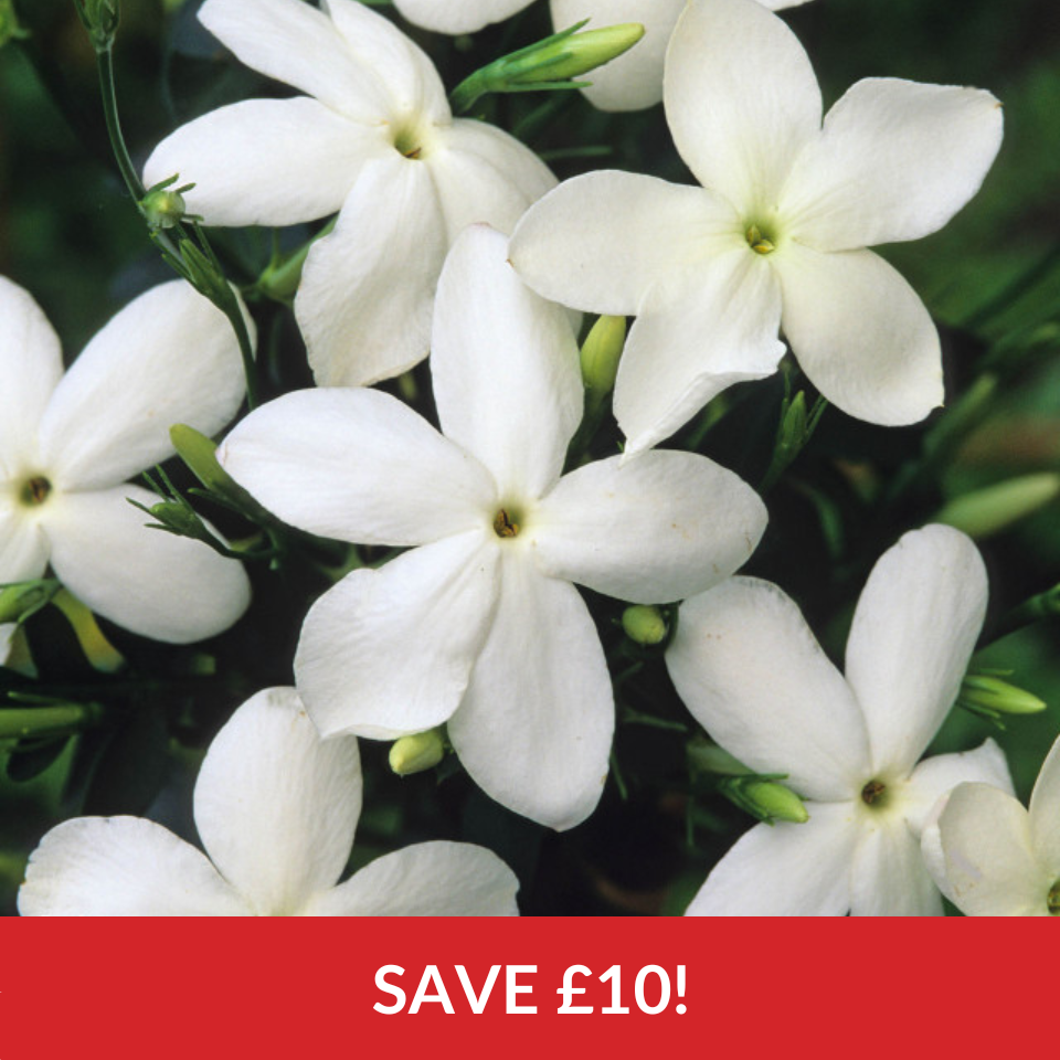 Jasmine officinale  (2 Litre Pots)