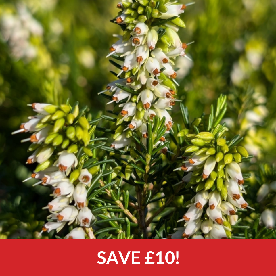 Erica darleyensis 'White Perfection'  (9cm Pots)