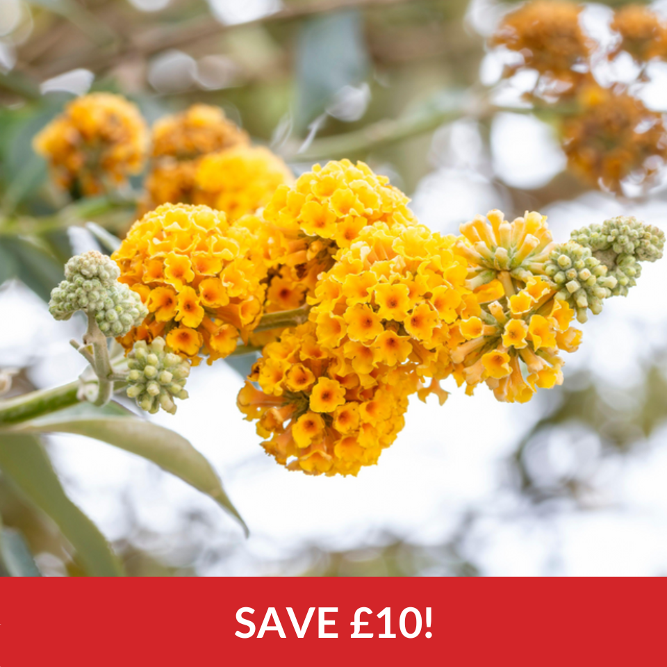 Buddleia Weyeriana Sungold  (2 Litre Pots)