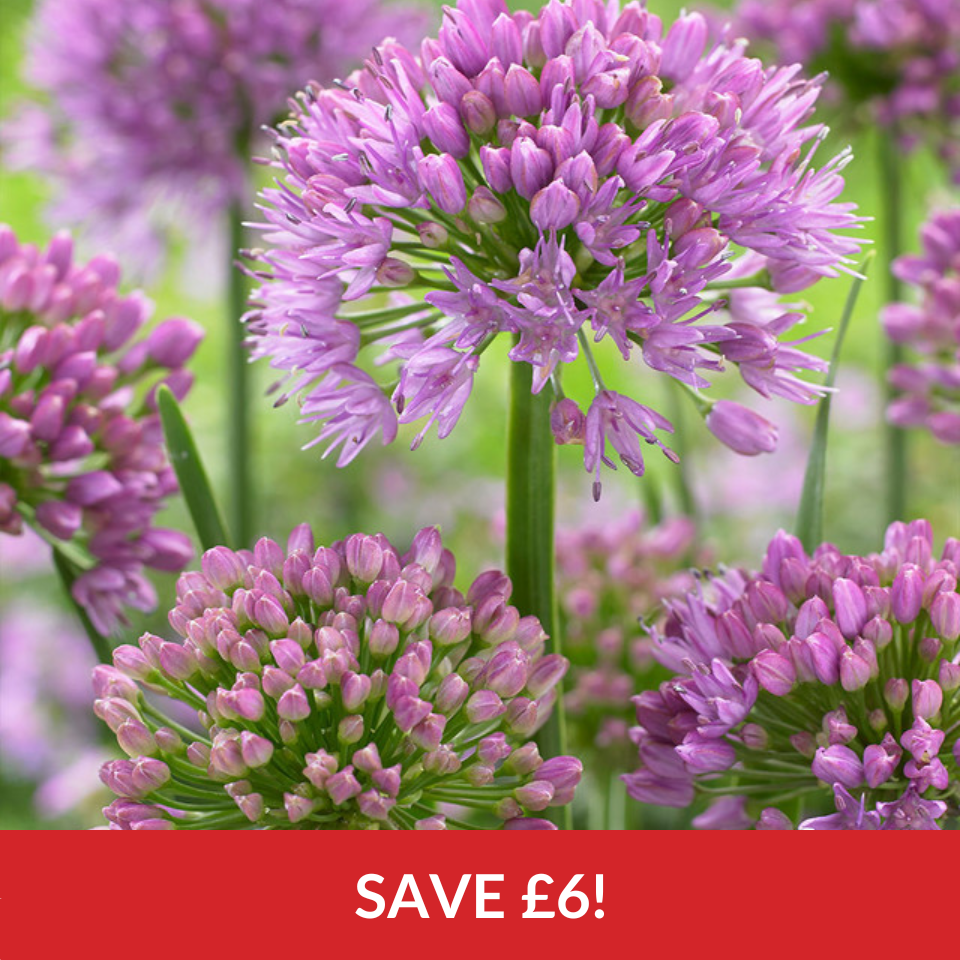 Allium Millennium  (9cm Pots)