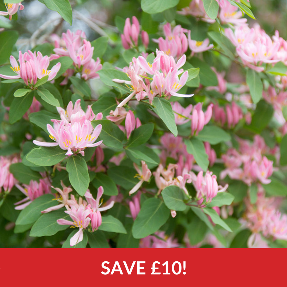 Honeysuckle Rosea  (2 Litre Pots)