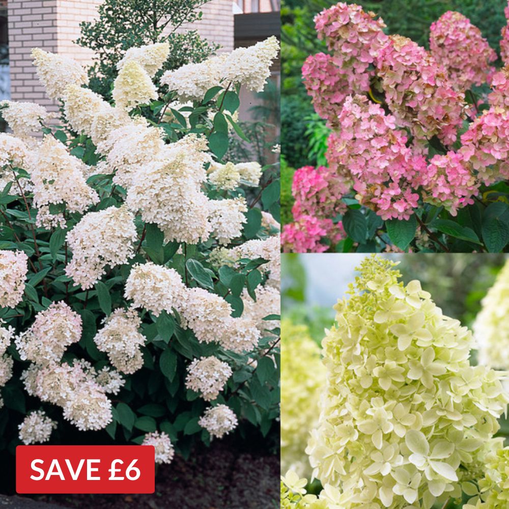 Hydrangea Paniculata Collection