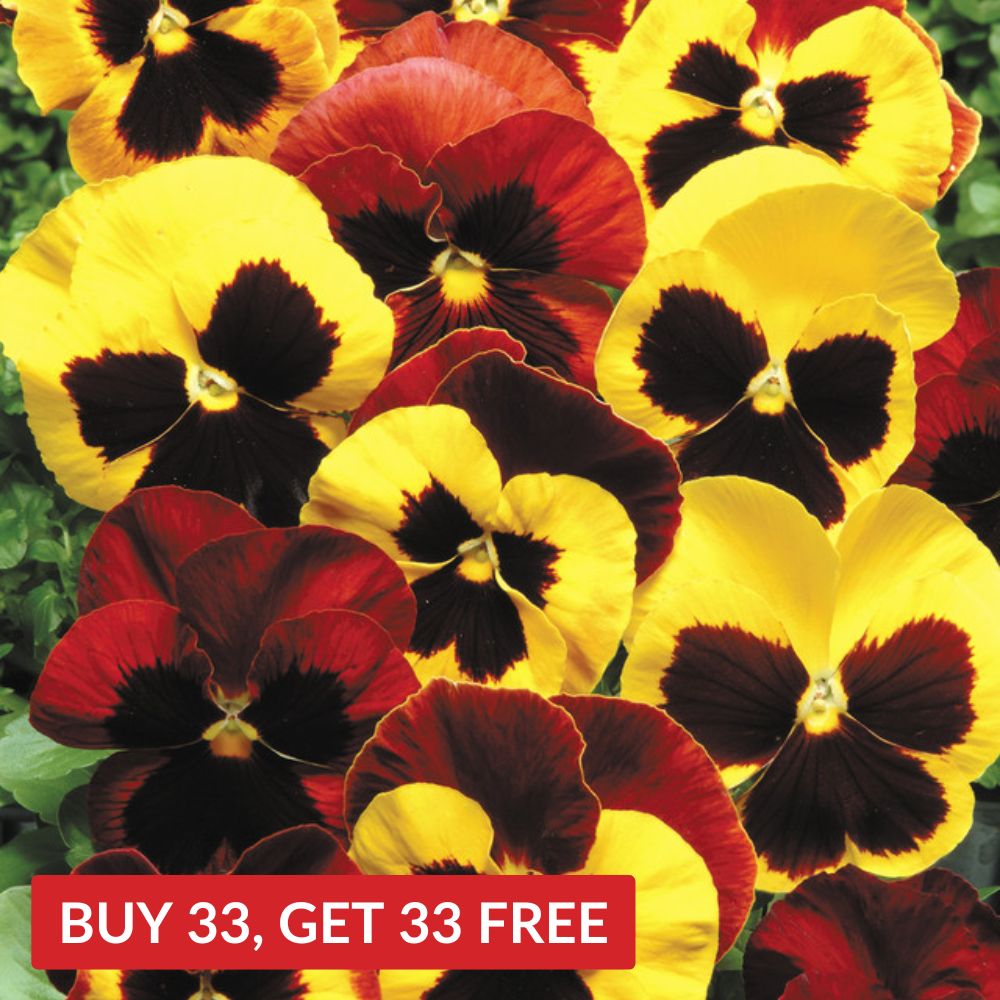 Pansy Matrix Autumn Blaze Mix