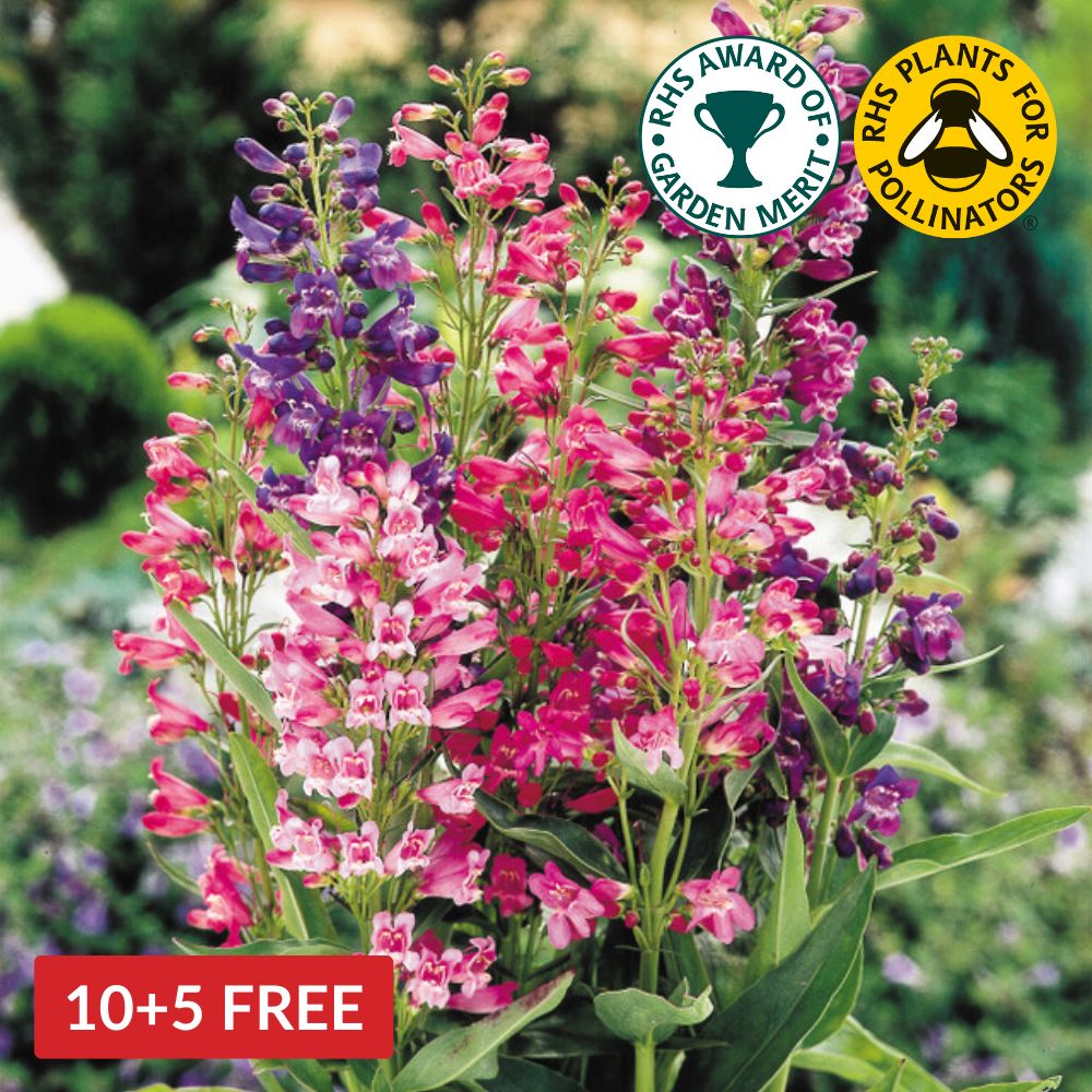 Penstemon Cambridge Mix