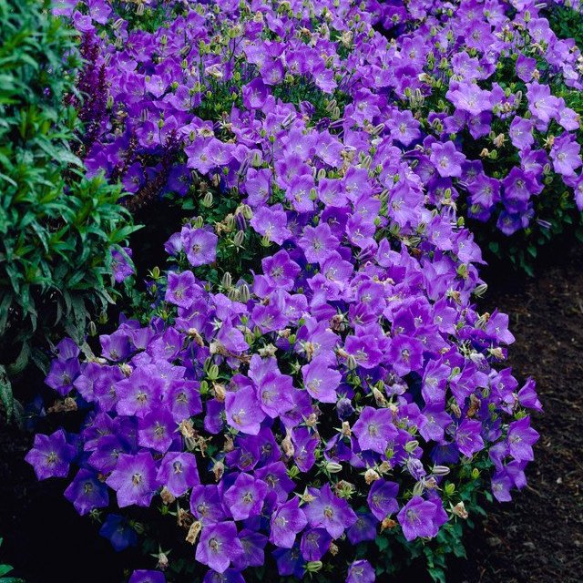 Campanula Carpatica