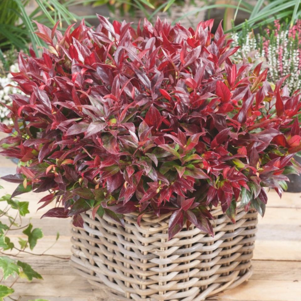 Leucothoe Scarletta  (2 Litre Pots)