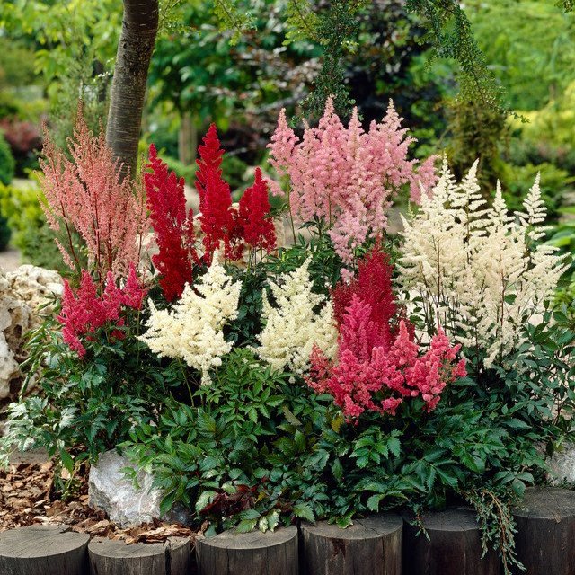 Astilbe Mixed