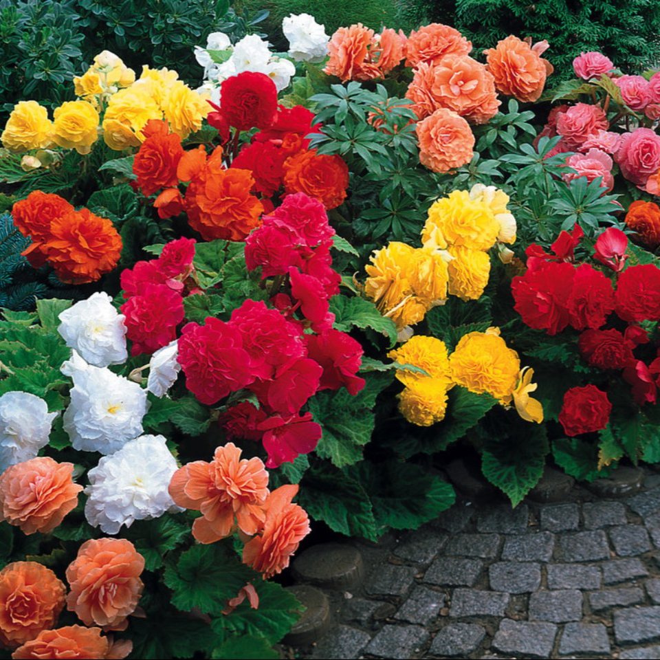 Begonia Non Stop Mix  (5-6cm Tubers)