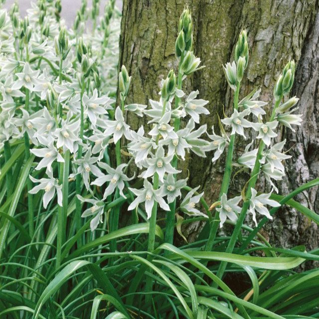 Ornithogalum Nutans