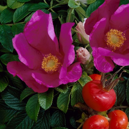 Rosa rugosa