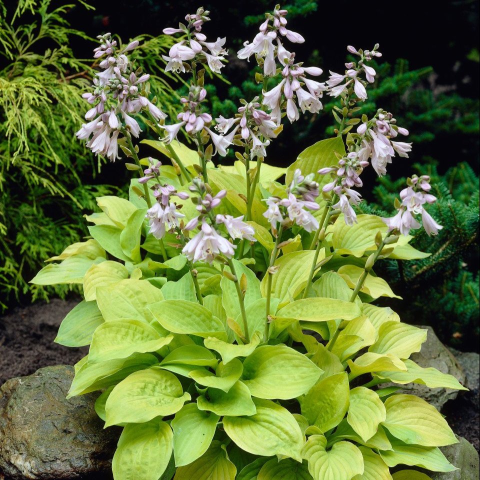 Hosta August Moon  (Loose Roots)