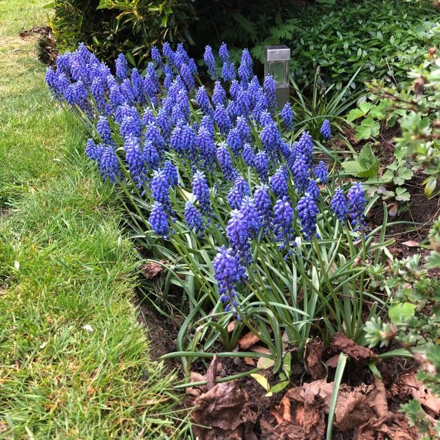 Muscari Armeniacum 7cm+