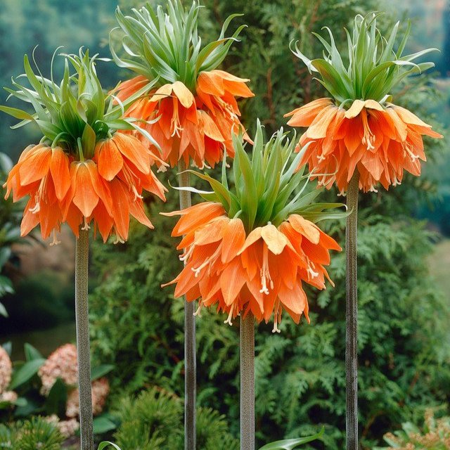 Fritillaria imperialis 'Aurora'  (20-24cm Bulbs)