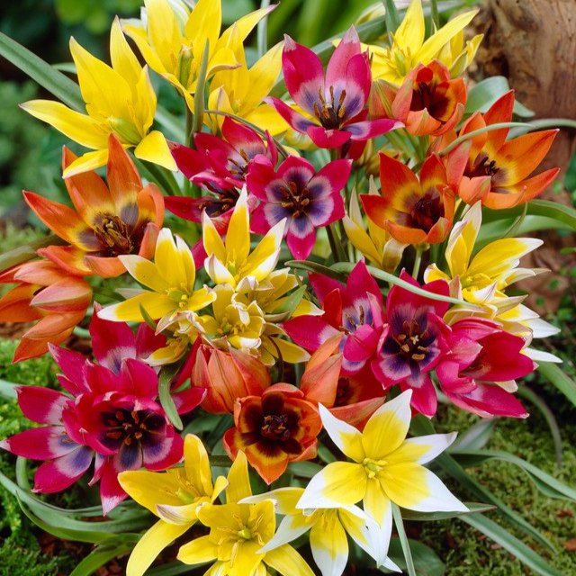 Tulip Species Mixed  (5-6cm Bulbs)