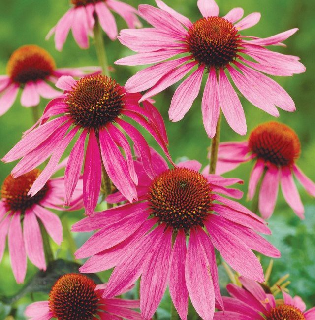 Echinacea Purpurea (5cm Modules)