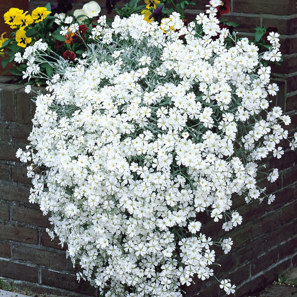 Cerastium (Snow in Summer)