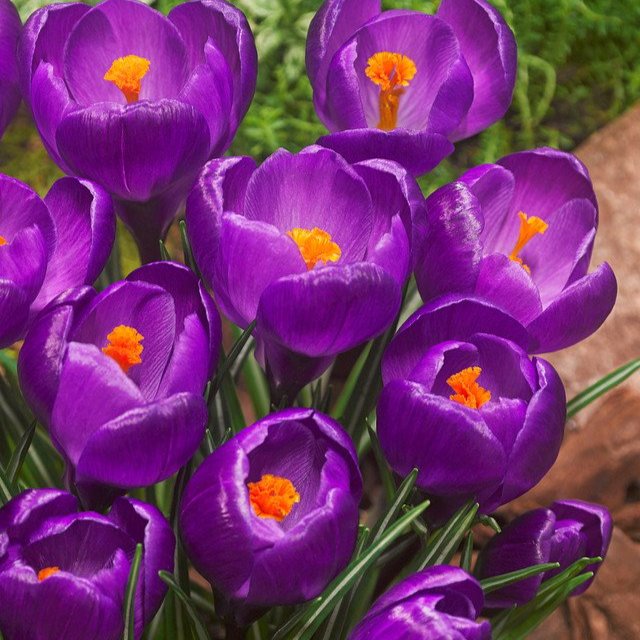 Crocus Flower Record