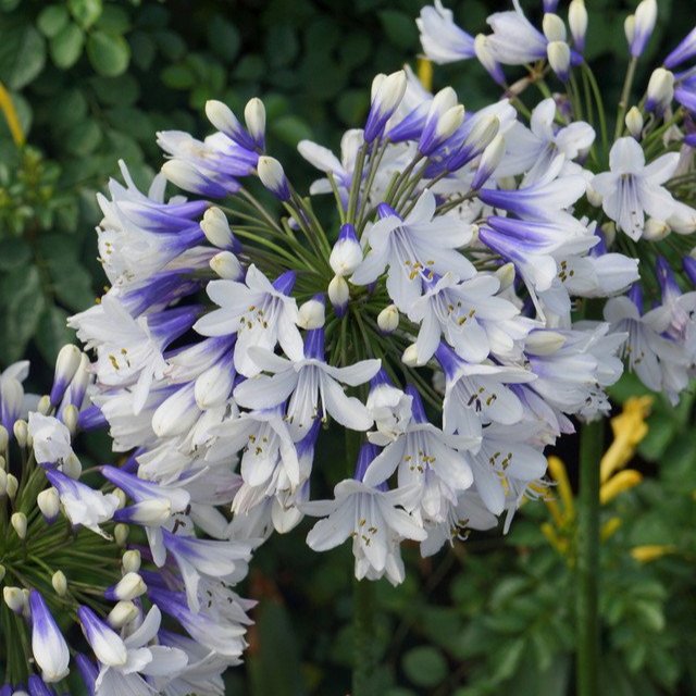 Agapanthus Twister  (1.5 Litre Pots)