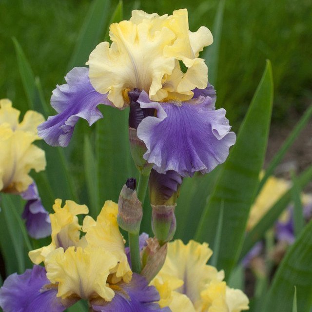 Iris germanica 'Edith Wolford'  (Loose Roots)