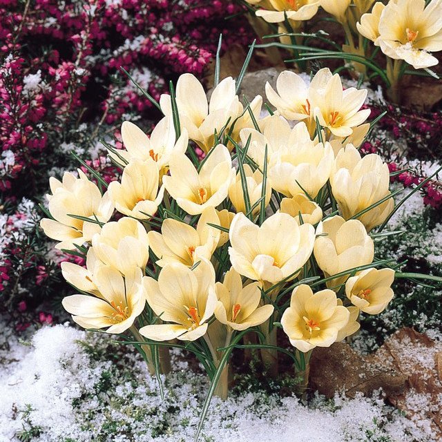 Crocus Chrysanthus  Cream Beauty 5/6cm