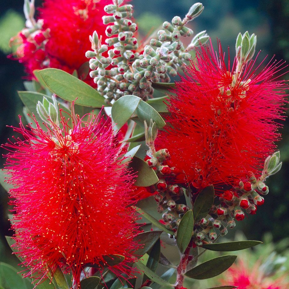 Callistemon Citrinus 'Splendens'  (9cm Pots)