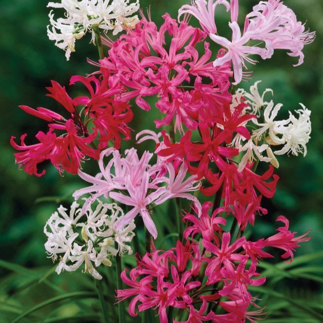 Nerines bowdenii Mix  (12cm+ Bulbs)