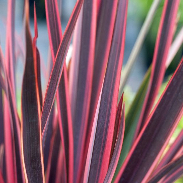 Phormium