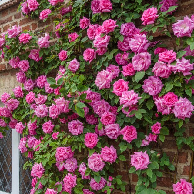 Rose Climbing Zephirine Drouhin  (2 Litre Pots)