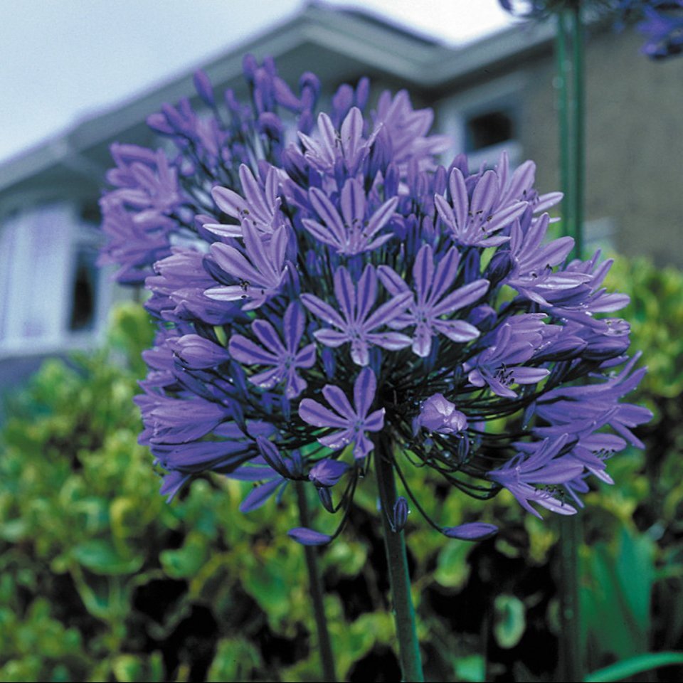 Agapanthus Blue Peter  (Loose Roots)