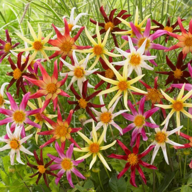 Dahlia Cartwheel Mixed  (Top-Grade Tubers)