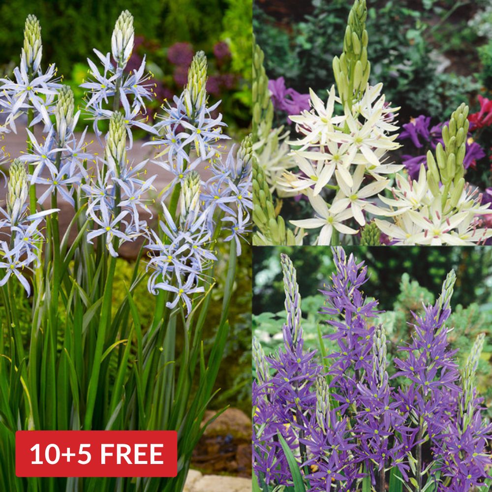 Giant Camassia Collection