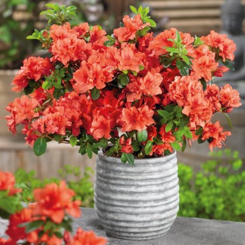 Azalea Geisha Orange