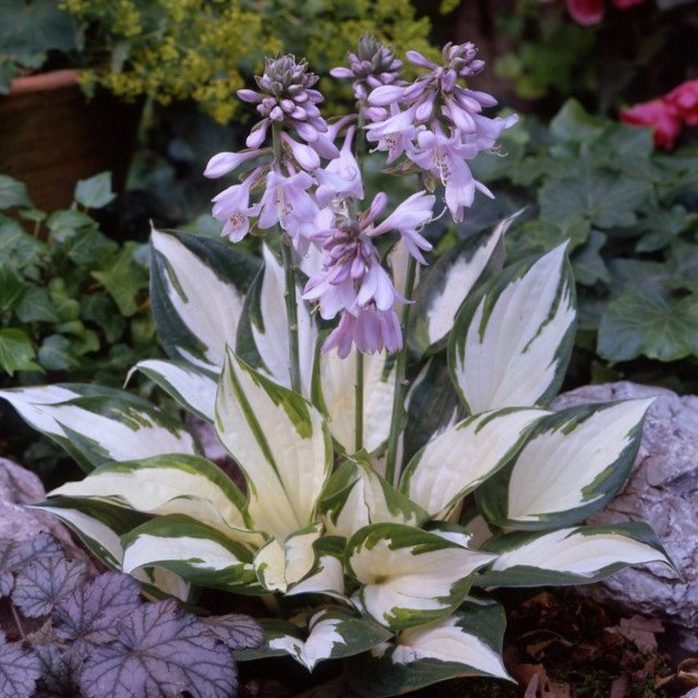 Hosta Fire & Ice  (Loose-Rooted Plants)