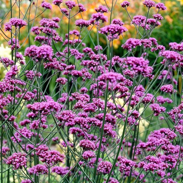 Verbena bonariensis  (5cm Modules)