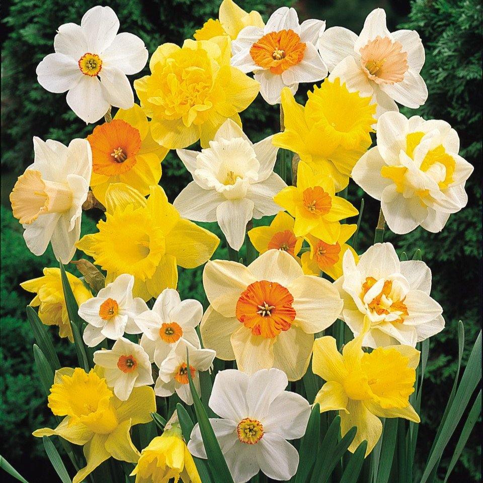 Daffodil and Narcissus Mix  (12-14cm)