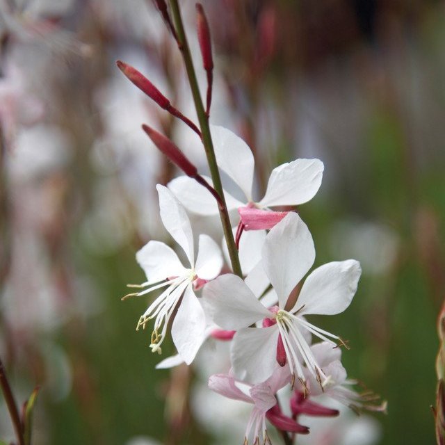 Gaura Whirling Butterflies  (9cm Pot)