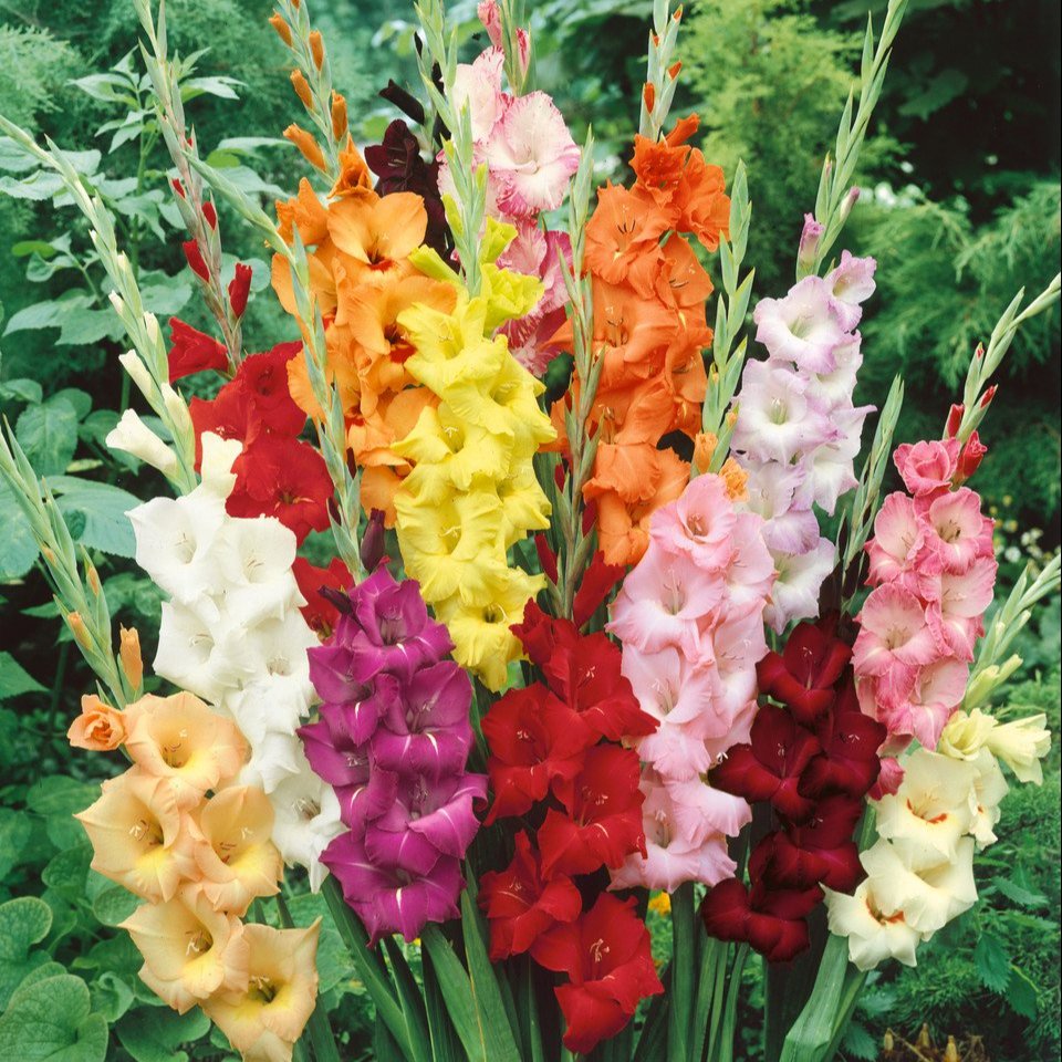 Gladioli Giant Large Flower Mix  (12-14cm Corms)