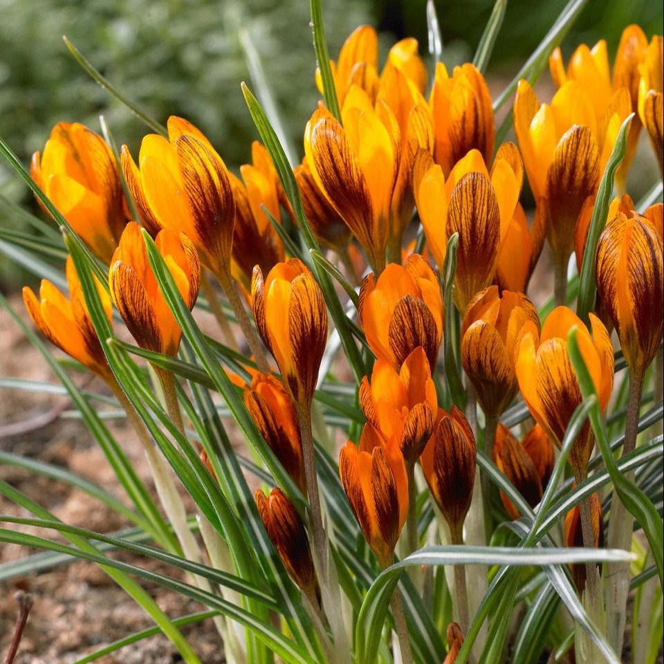 Crocus Orange Monarch  (5-6cm Bulbs)