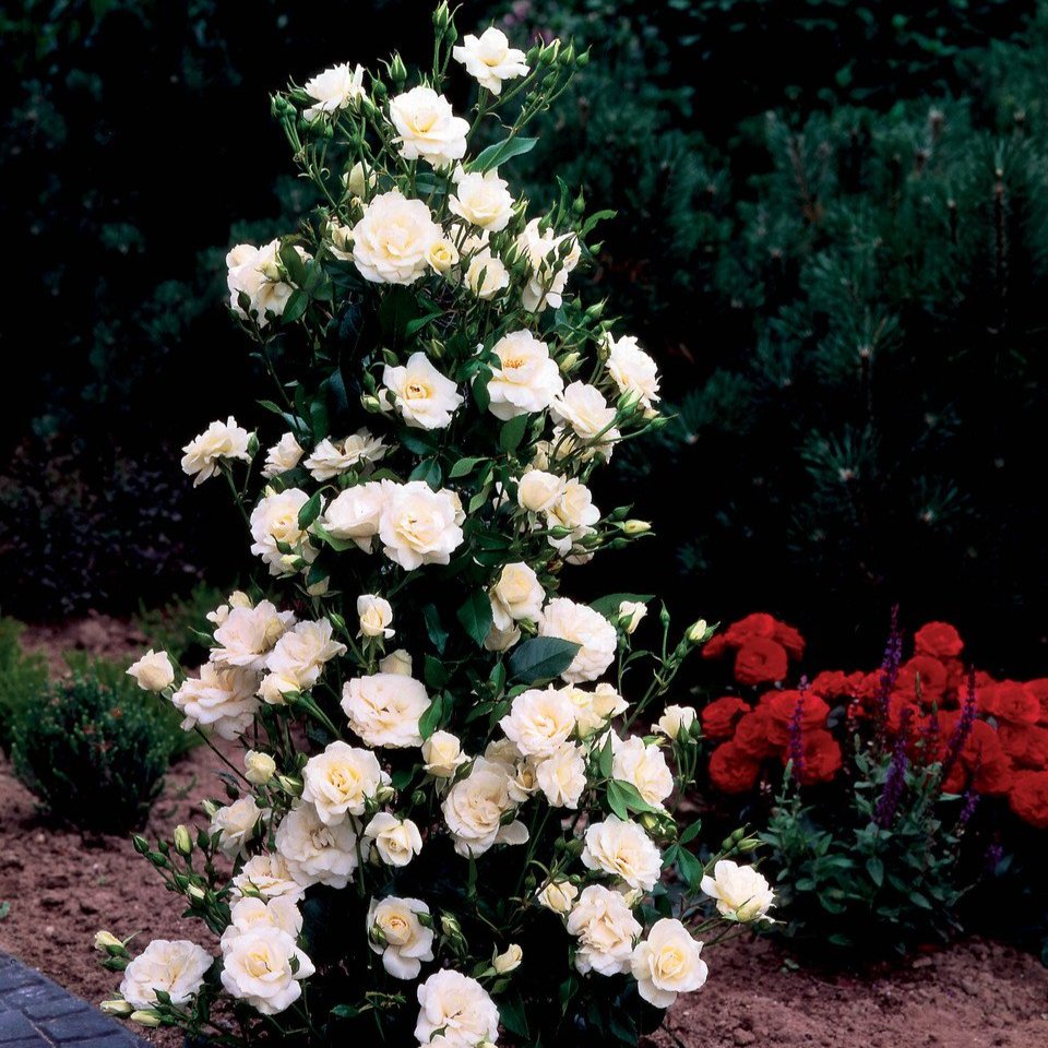 Rose Climbing Iceberg  (Two-Year Old Bushes)