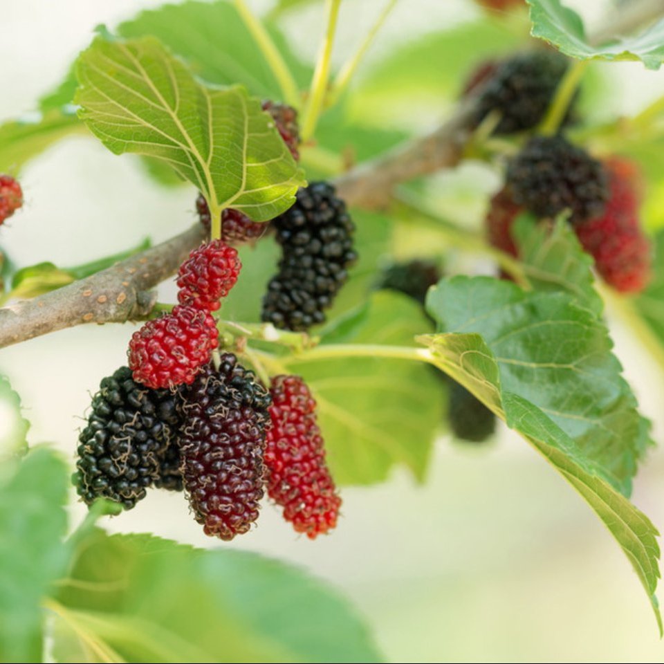 Mulberry 'Morus Nigra'   (9cm Pots)